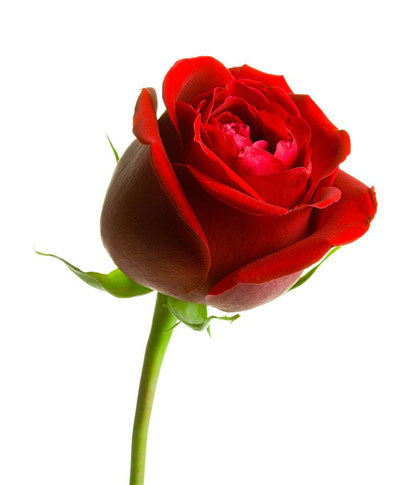 Valentines' Rose